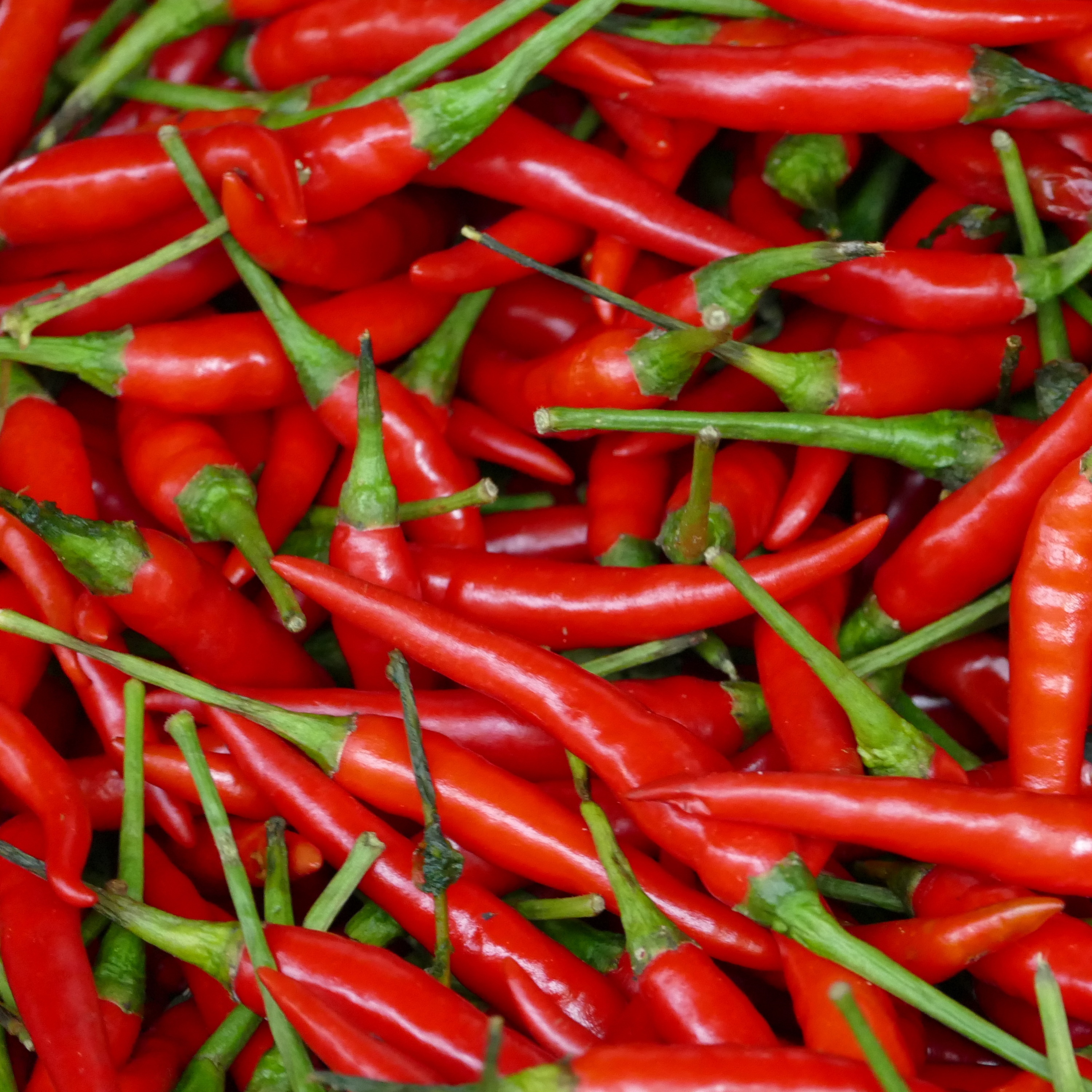 Chilli Blues Chilli Blues